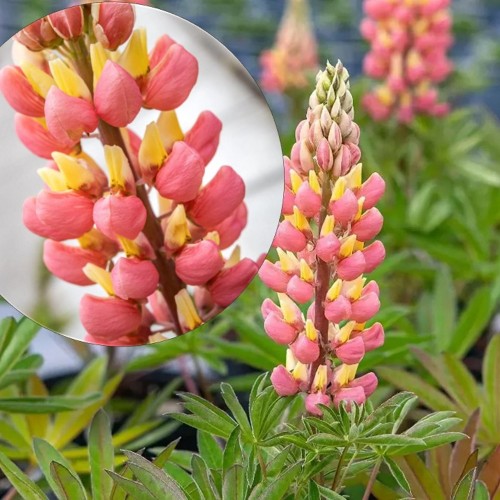 Lupinus polyphyllus 'Tower Salmon-Yellow' - Hulgalehine lupiin 'Tower Salmon-Yellow' P9/0,55L
